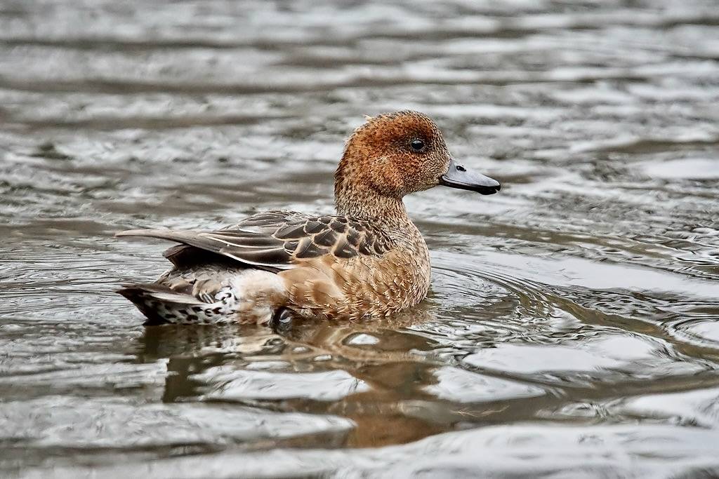 Eurasian Wigeon 2014-11-08_01 (Sony A77m2 + Tamron 150-600mm) by Jan Thomas Landgren is marked with CC BY-NC-ND 2.0.